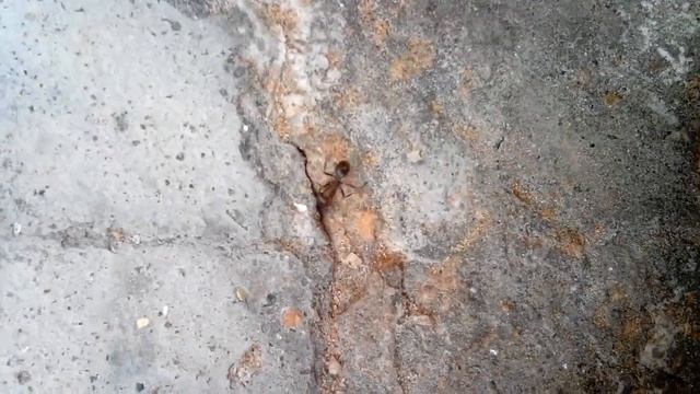 WOW ! ZTE Blade G2 V880H Camera Zoom Quality смотреть онлайн