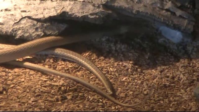 Psammophis_schokari_trio.mpg смотреть онлайн