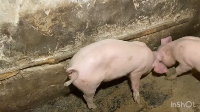 Приехал парализатор от @SVINI-36 , грыжа у свинки смотреть онлайн