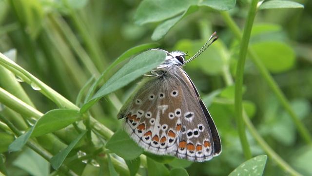 Brown Argus Butterfly - Aricia agestis (Lycaenidae) 4K Ultra HD смотреть онлайн