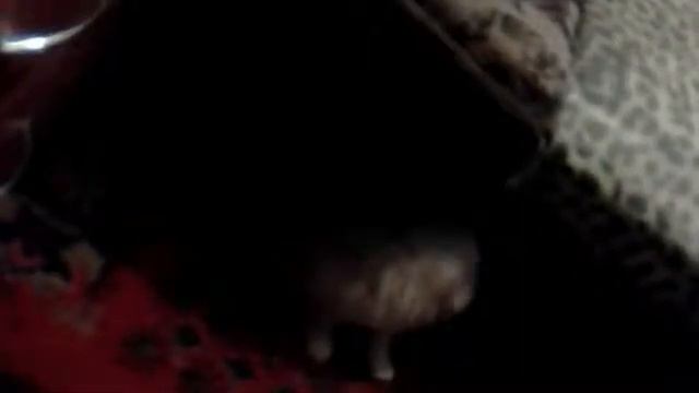 DogFighter смотреть онлайн