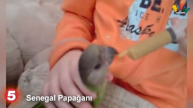 Evlerde Beslenebilecek En Güzel 10 PAPAĞAN Türü смотреть онлайн