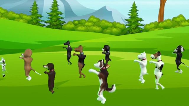 N5 лучших видео с танцующими животными, dancing follodancer animals смотреть онлайн