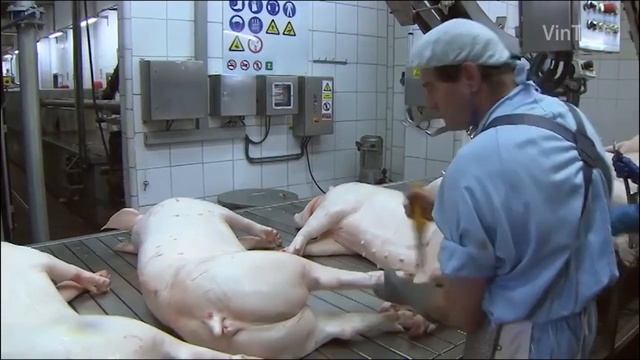 Pig Feeding System - Decomposing Dead Pig Method - Modern Pork Slaughtering & Processing Plant смотреть онлайн
