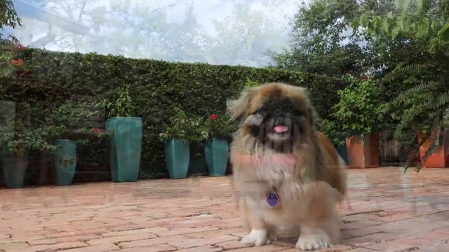 Dog Boarding in West Palm Beach - Friends of Peanut - Sweetpea's vacation смотреть онлайн