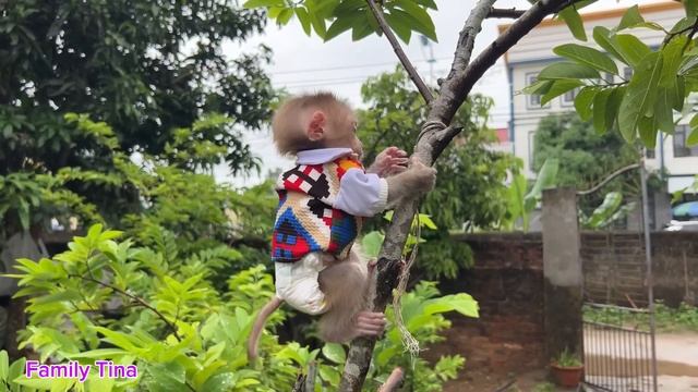 baby monkey Tina was angry with her mother for some reason and stopped eating смотреть онлайн