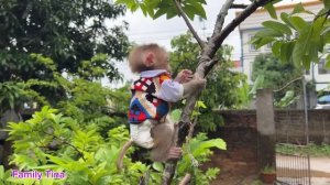 baby monkey Tina was angry with her mother for some reason and stopped eating