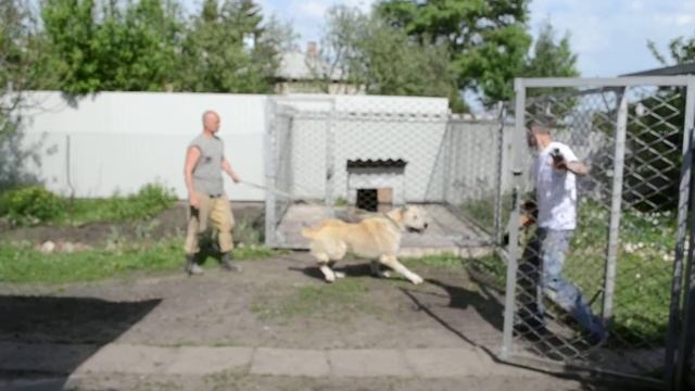 Священный Страж Наханг защита начало смотреть онлайн