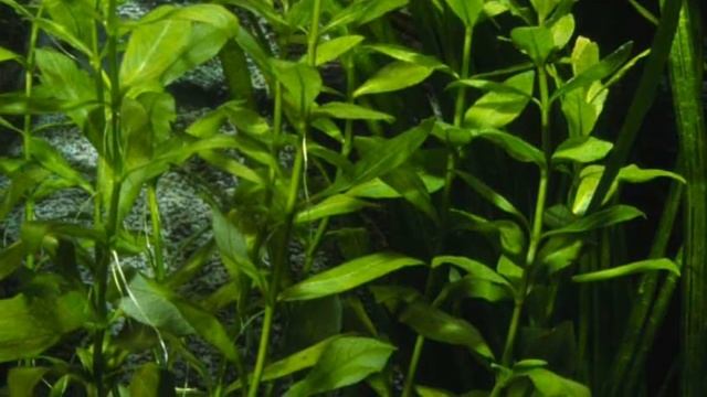 Plants For A Decorated Discus Aquarium -B смотреть онлайн