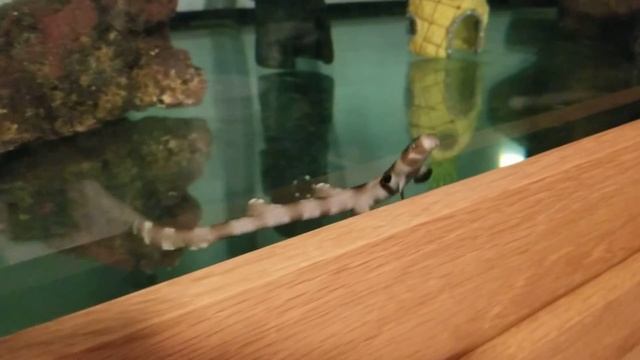 Andromeda the Speckled Carpetshark Is Playful смотреть онлайн