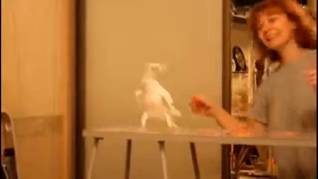 Попугай танцует ломбаду смотреть онлайн