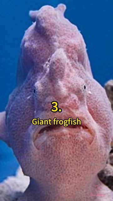 5 Bizarre Types of Angler Fish 😲 | Crazy Facts | Amazing Facts | Cute Animal Facts смотреть онлайн