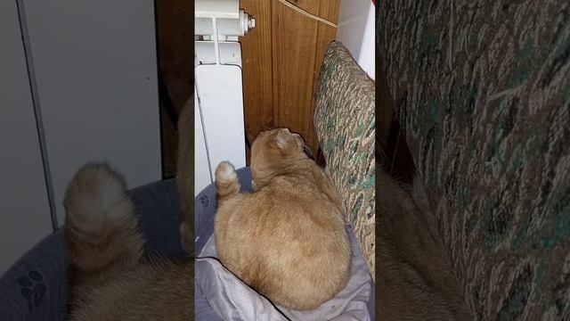Что случилось с Аленушкой🙀? смотреть онлайн