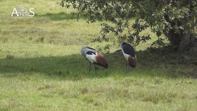 Snakes of Uganda East Africa / serpents Ouganda afrique de l'Est / atheris 2017 смотреть онлайн