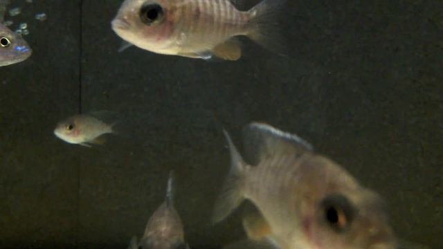 Aulonocara Jacobfreibergi смотреть онлайн