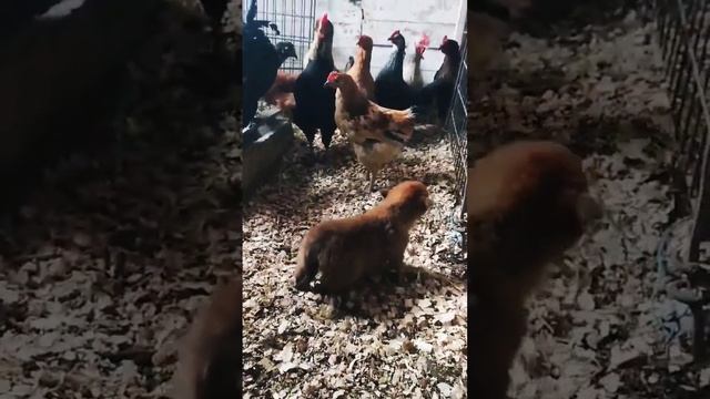 Знакомство с курицами