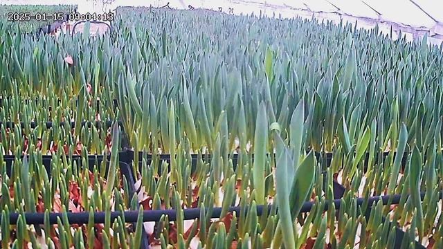 тюльпаны смотреть онлайн