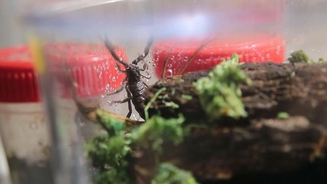 Pierwszy skorpion - Heterometrus petersii L1/L2 смотреть онлайн