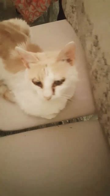 СИМБА,Я ЛЮБЛЮ,ТЕБЯ!!! 3#shorts#кот#подпишись смотреть онлайн