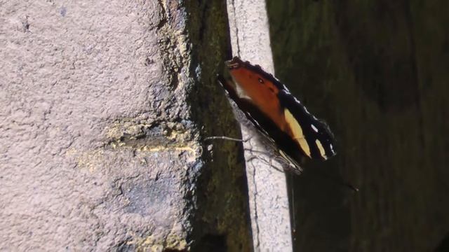 Yellow Admiral Butterfly on brick shed amongst flying stingless native bees - Vanessa itea смотреть онлайн