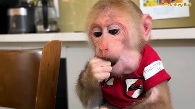 Super Monkey! BiBi Takes Care Of Himself When Mom Is Away!