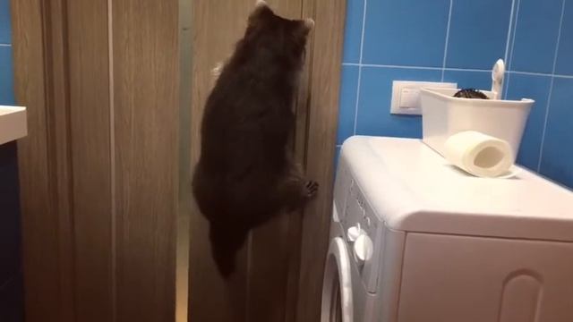Для енотов нет преград 😄 смотреть онлайн