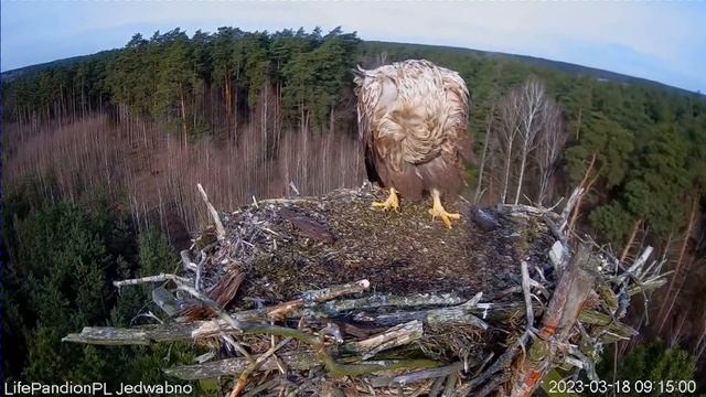 Polska 1 Светлоголовый орлан белохвост в гнезде скопы 18 03 2023 смотреть онлайн
