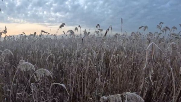 Охота на фазана зимой