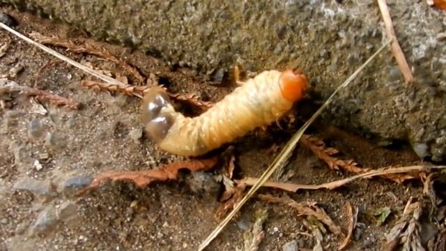 何かの幼虫が這っていた смотреть онлайн