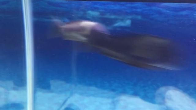 Tropheus Duboisi Collaborate With ChrisTwo4 смотреть онлайн