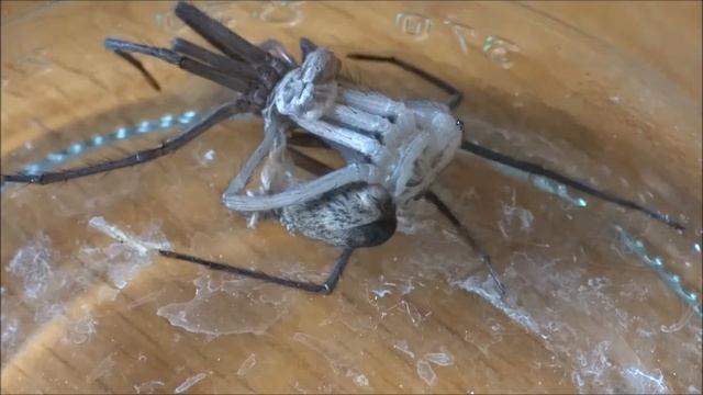 Common house spider - Eratigena Atrica * Male | Molting смотреть онлайн