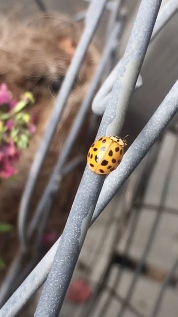 Pretty Yellow Ladybug 🐞 смотреть онлайн