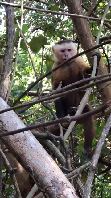 Mono en el parque TAYRONA смотреть онлайн
