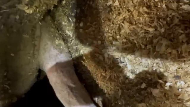 ВЫЛЕЧИЛ ОВЦУ ШАРОЛЕ, КОТОРОЙ ГВОЗДЬ ПРОБИЛ КОПЫТО #ветеринар #шароле #овцы смотреть онлайн