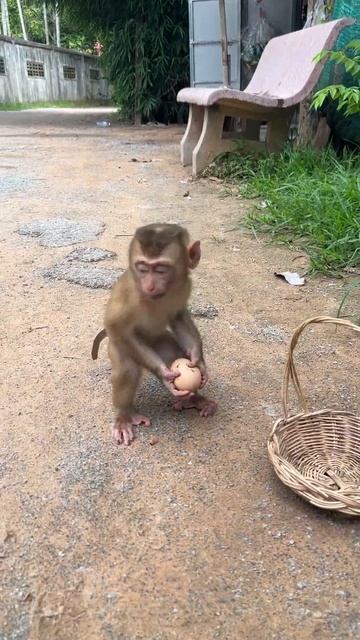 #monkeymonkey #swimmingpool #mongkey #waterpark #cute #monkeybaby #short смотреть онлайн