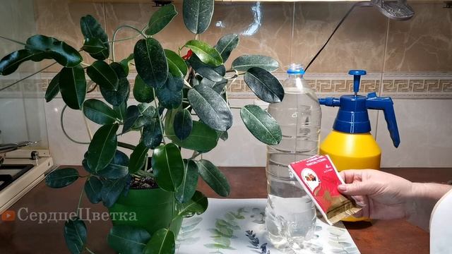 Борьба с Трипсами💐 Цветок 😘💕#СердцеЦветка,#Цветок 1 смотреть онлайн