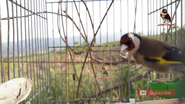 اقوى بتبتة لتحفيز على تغريد الحسون смотреть онлайн