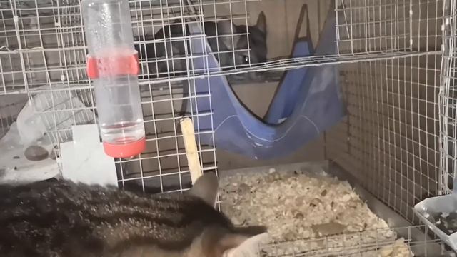 Знакомство Мурки и Алисы смотреть онлайн