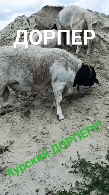 ДОРПЕР. Баран 2 года. смотреть онлайн