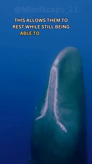 This Is How Whales Sleep #shorts смотреть онлайн