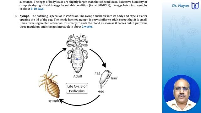 Human Louse | PEDICULUS HUMANUS смотреть онлайн