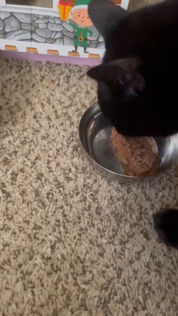 Iams cat food test part 2. Does Pooky the kitty man like this new food? ￼ смотреть онлайн