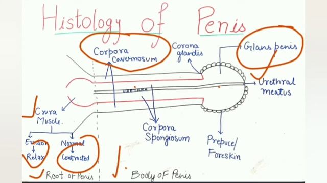 4. Histology of urethra and penis || Species differences || by Aniket tyagi смотреть онлайн