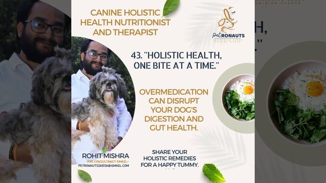 Holistic Healing: Protect Your Dog's Digestion from Overmedication Woes! #Petronauts #holistichealt смотреть онлайн