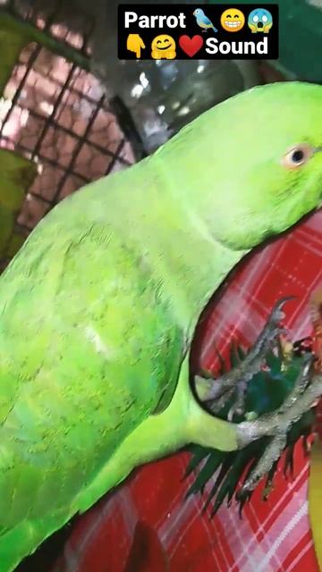 Mithu Video||🐦😱👇#like #mithu #shorts #greenparrot #birdsounds #parrotsounds #talkingparrot #youtube смотреть онлайн