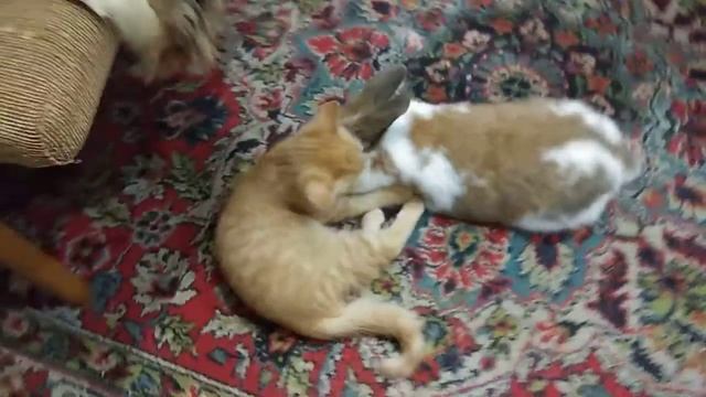 Ginger and rabbit. Кролик и Рыжий. смотреть онлайн