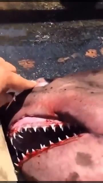 Акула попала в сеть недалеко от с.Стародубское о. Cаxалин 22 июля 2015 г смотреть онлайн