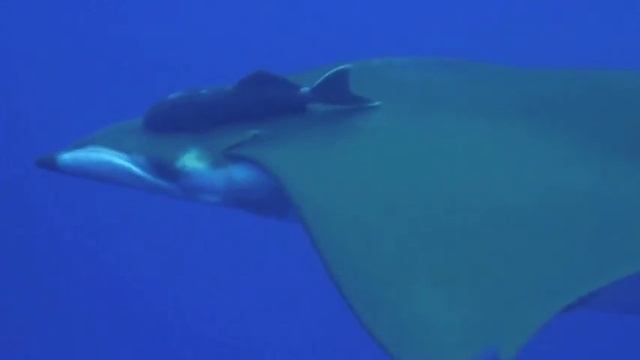 Diving Azores Princess Alice Bank Mobula Ray ( 2011) смотреть онлайн