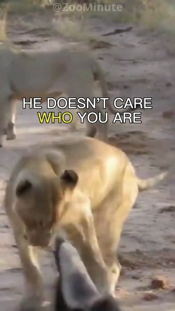 The Fearless World of Honey Badgers #shorts смотреть онлайн