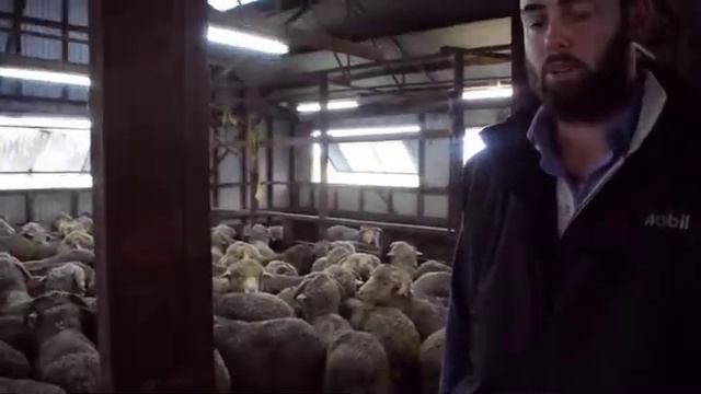 Kurra Wirra Merinos смотреть онлайн